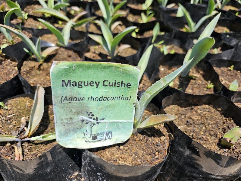 Proyecto LAM's Agave Seed Bank - Culinary Backstreets